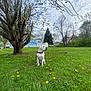 canine, cloudy_sky, collar, dandelion, dog, flower, grass, greenery, house, landscape, leash, nature, outdoor, pet, quiet, spring, suburban, tree, white_dog, yard
