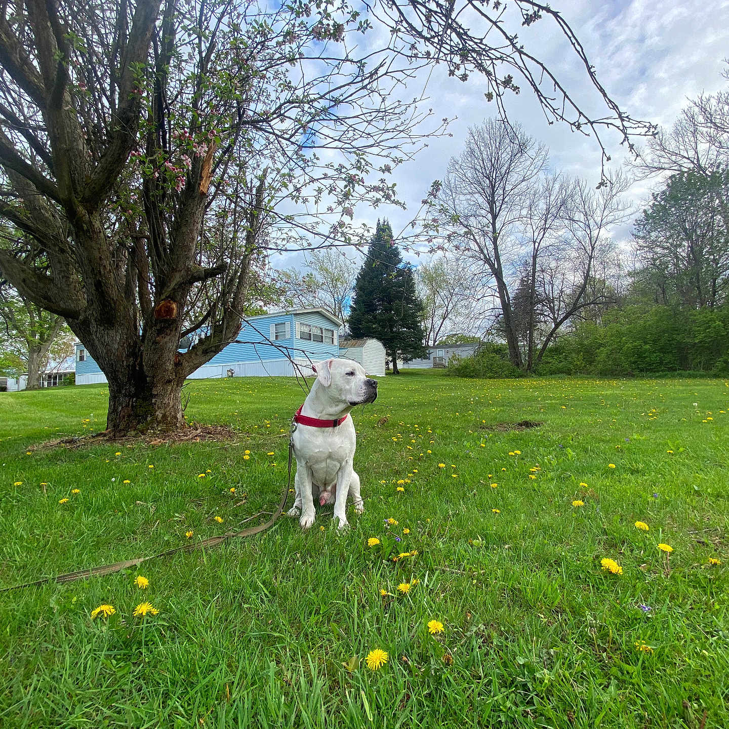 Chico is registered to the contest to win money with this photo: canine, cloudy_sky, collar, dandelion, dog, flower, grass, greenery, house, landscape, leash, nature, outdoor, pet, quiet, spring, suburban, tree, white_dog, yard