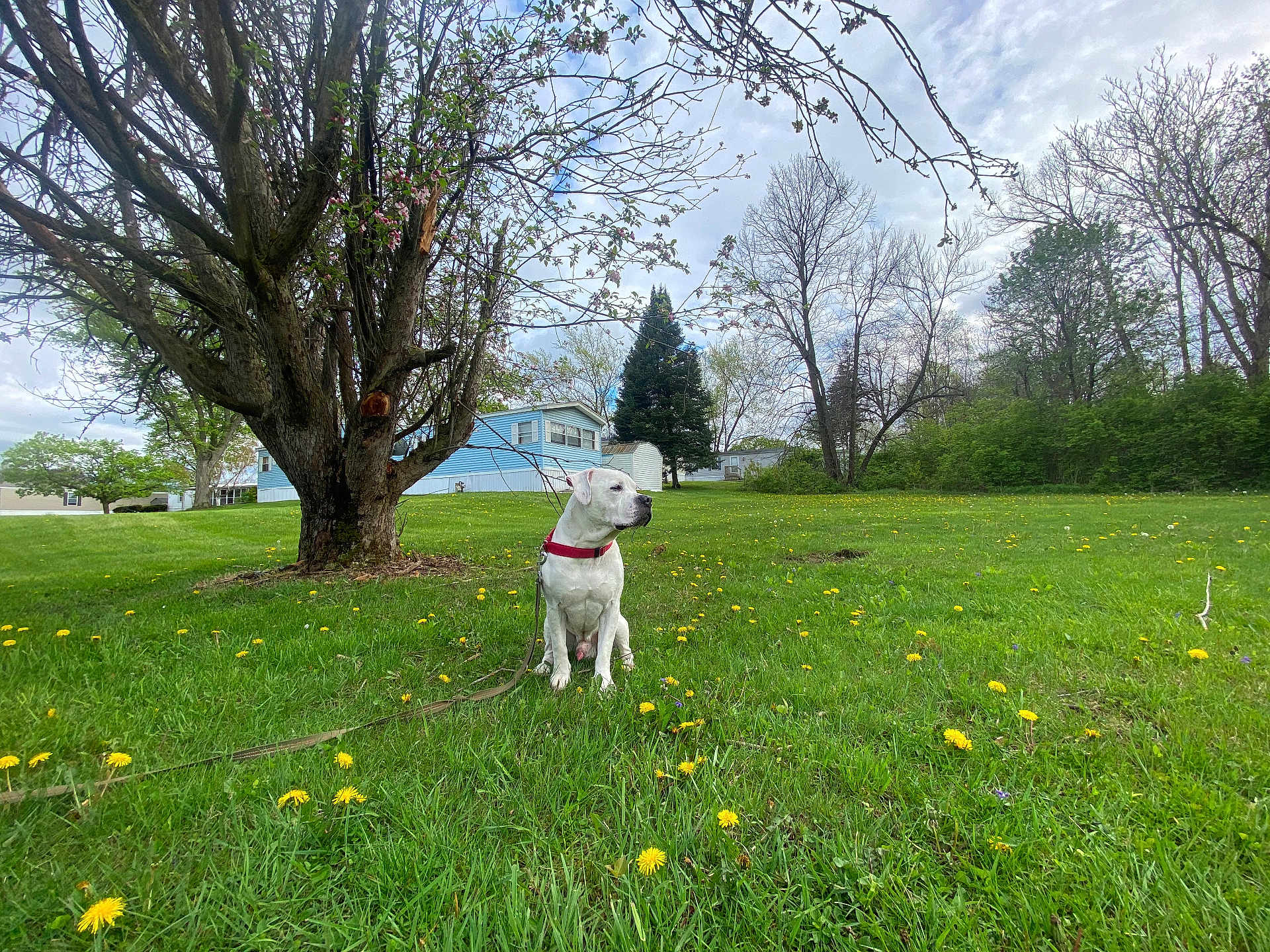 Chico