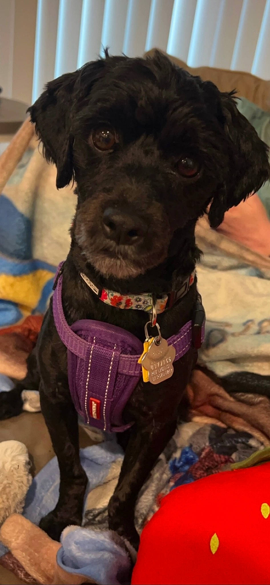 Ohana is registered to the contest to win money with this photo: borador, canidae, carnivore, collar, companion_dog, dog, dog_breed, dog_collar, dog_supply, fur, gun_dog, leash, liver, magenta, pet_supply, purple, retriever, snout, sporting_group, working_animal