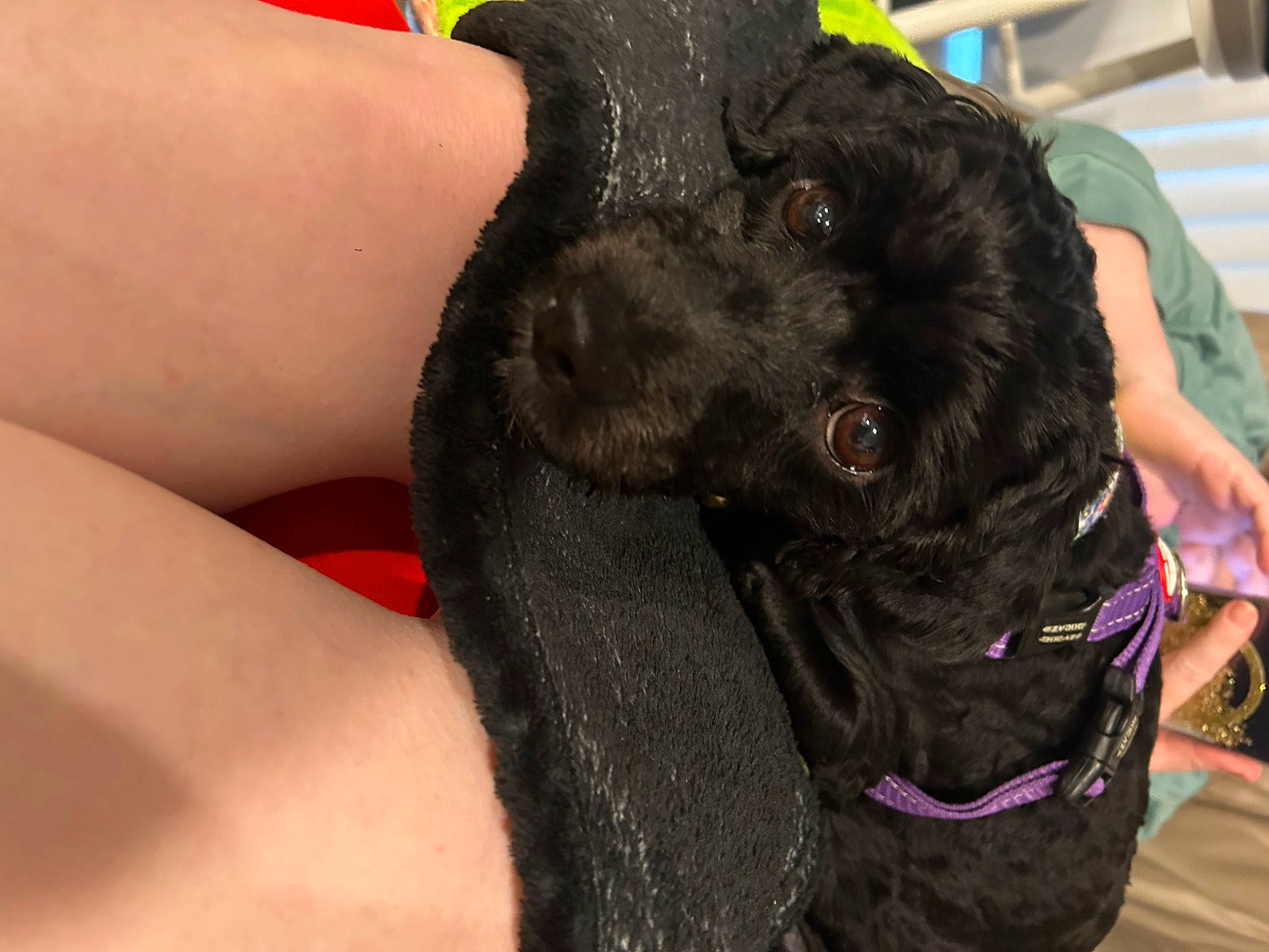 Ohana is registered to the contest to win money with this photo: canidae, carnivore, claw, collar, companion_dog, dog, dog_breed, dog_collar, fawn, finger, fur, gesture, guard_dog, human_leg, liver, nail, snout, sporting_group, working_animal, wrist