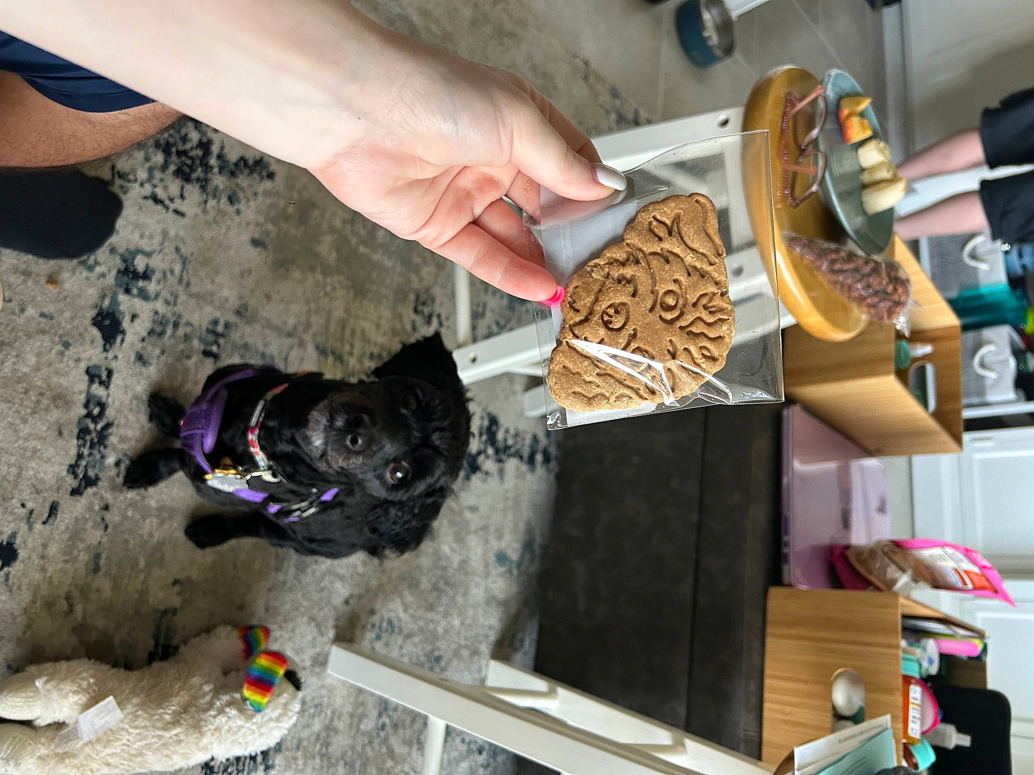 Ohana is registered to the contest to win money with this photo: basket, bread, canidae, carnivore, comfort_food, cooking, cuisine, dish, dog, dog_breed, food, ingredient, kitchen_utensil, snack, soil, sporting_group, tableware, wood, wrist