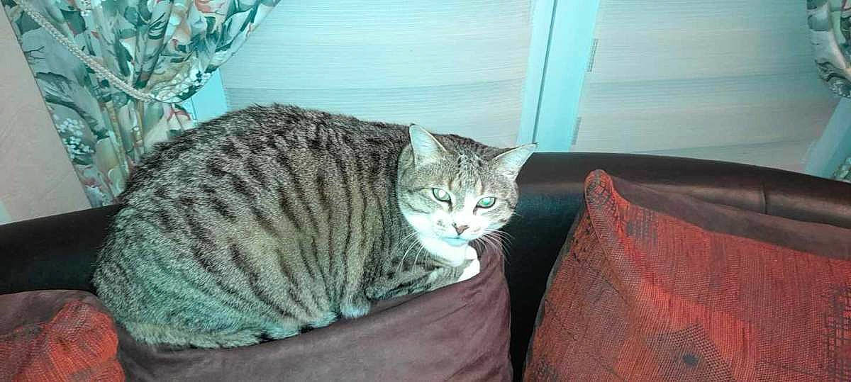 Caline participe au concours pour gagner de l'argent avec cette photo : carnivore, cat, cat_supply, claw, comfort, domestic_short_haired_cat, felidae, fur, grey, nap, paw, sitting, small_to_medium_sized_cats, snout, tail, tree, whiskers