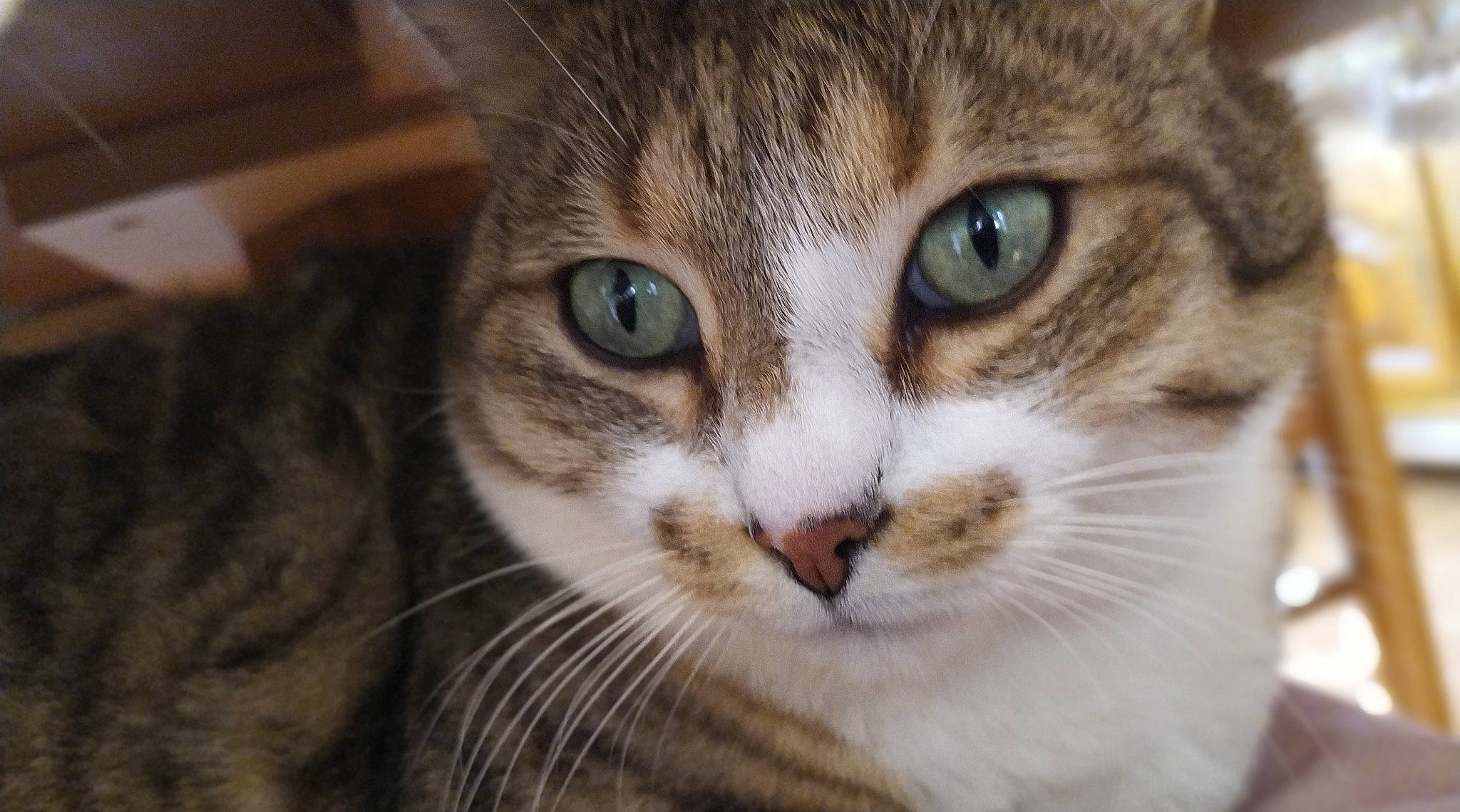 Caline a rejoint le concours — aidez-le/la à gagner de superbes lots ! carnivore, cat, curious, domestic_short_haired_cat, ear, felidae, fur, head, paw, small_to_medium_sized_cats, snout, whiskers, wildlife, window