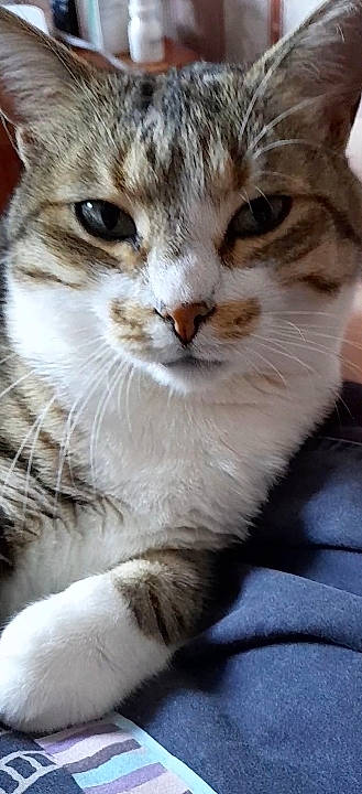 Caline participe au concours pour gagner de l'argent avec cette photo : carnivore, cat, claw, domestic_short_haired_cat, eye, felidae, fur, paw, small_to_medium_sized_cats, snout, terrestrial_animal, tree, whiskers, wildlife, window