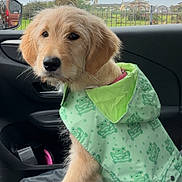 Hallie joined the competition — help win amazing prizes! animal, car, car_interior, curious, cute, dog, fence, frog_pattern, fur, golden_retriever, green, house, indoors, paw, pet, puppy, raincoat, rainy_day, seat, window