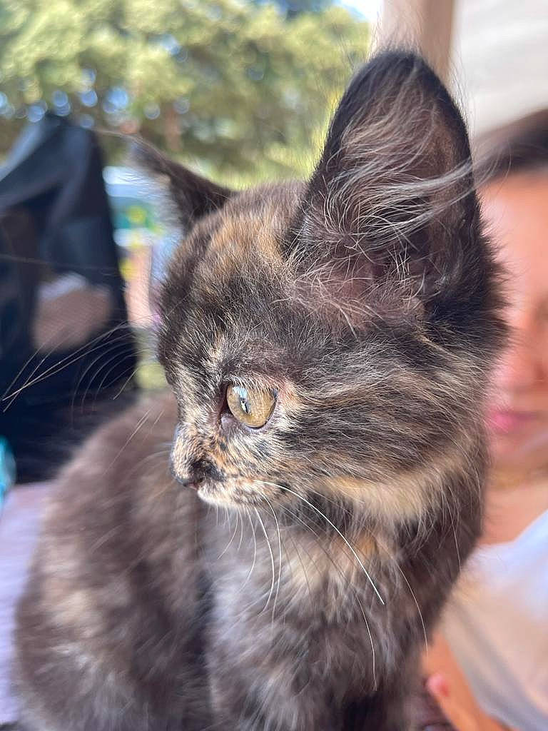 Alba participe au concours pour gagner de l'argent avec cette photo : carnivore, cat, claw, domestic_short_haired_cat, fawn, felidae, fur, grass, paw, small_to_medium_sized_cats, snout, tail, terrestrial_animal, whiskers