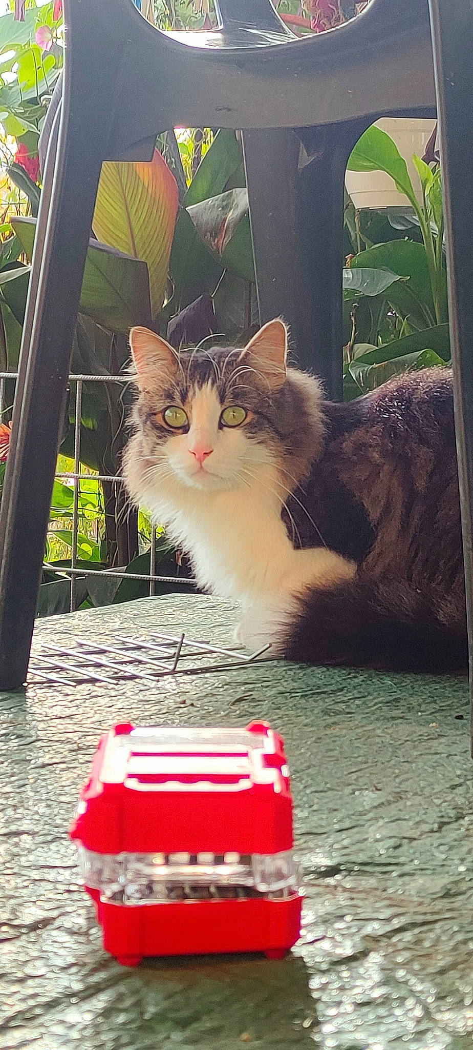 Link a rejoint le concours — aidez-le/la à gagner de superbes lots ! asphalt, carnivore, cat, domestic_short_haired_cat, felidae, fur, grass, paw, photo_caption, plant, rectangle, road_surface, sitting, small_to_medium_sized_cats, snout, tail, tints_and_shades, tree, whiskers, window