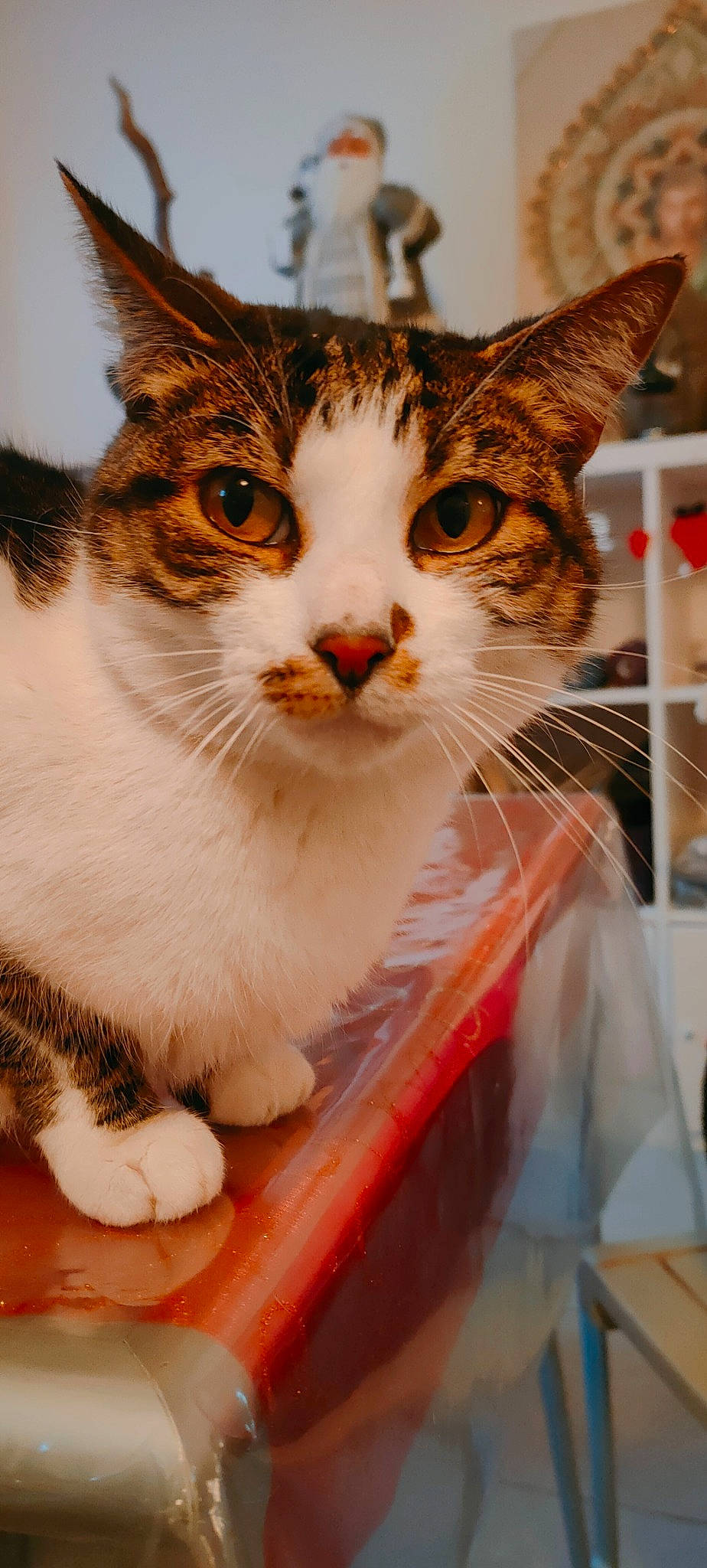 Emeraude participe au concours pour gagner de l'argent avec cette photo : carnivore, cat, claw, comfort, domestic_short_haired_cat, fawn, felidae, fur, mammal, paw, pet_supply, small_to_medium_sized_cats, snout, tree, vertebrate, whiskers