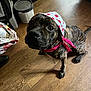 Suki is registered to the contest to win money with this photo: dog, brindle, headscarf, bandana, indoor, wooden_floor, pet, animal, sitting, looking_up, brown, black, cute, domestic, floor, household, container, bag, collar, flooring
