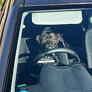 Suki is registered to the contest to win money with this photo: dog, car, steering_wheel, windshield, dashboard, seat, interior, pet, animal, sunlight, reflection, collar, parked_car, front_seat, looking, canine, vehicle, driver_seat, daylight, window