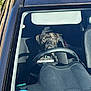 dog, car, steering_wheel, windshield, dashboard, seat, interior, pet, animal, sunlight, reflection, collar, parked_car, front_seat, looking, canine, vehicle, driver_seat, daylight, window