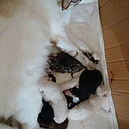 Vanille participe au concours pour gagner de l'argent avec cette photo : cat, kitten, mother_cat, newborn, animal, feline, cuddle, box, indoor, resting, fur, pets, cute, sleeping, family, mammal, white, brown, black, small