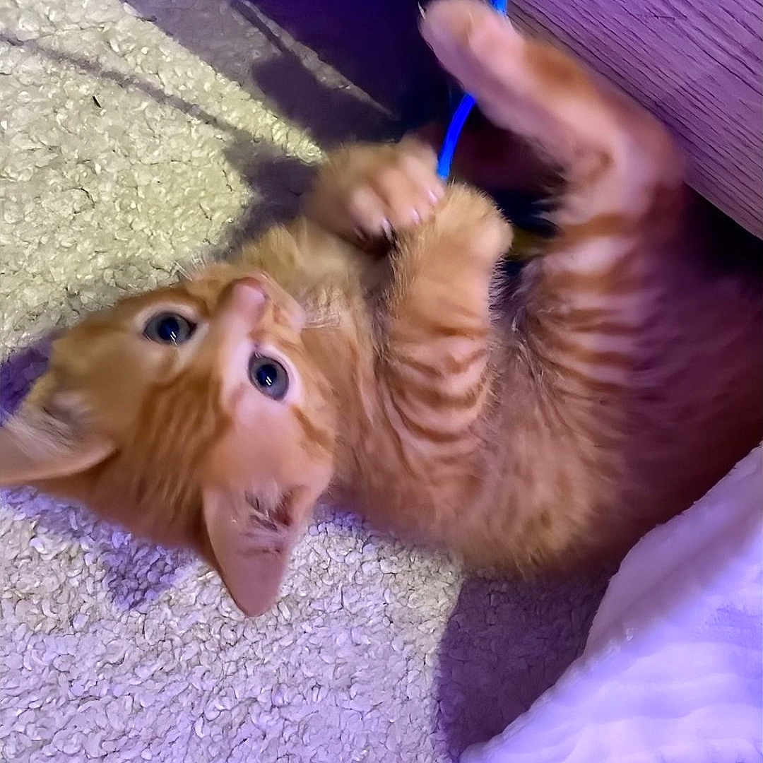 Aladin participe au concours pour gagner de l'argent avec cette photo : abyssinian, accessories, animal, bodypart, cat, face, finger, hand, head, indoors, interiordesign, kitten, laser, leash, manx, person, pet, pig, purple, strap