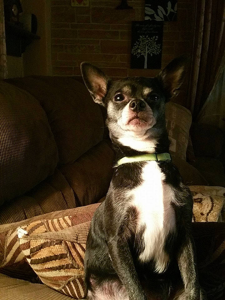 Kyra is registered to the contest to win money with this photo: boston_terrier, canidae, carnivore, chihuahua, companion_dog, dog, dog_breed, ear, fawn, feist, french_bulldog, mammal, non_sporting_group, puppy, snout, sporting_group, toy_dog, vertebrate, whiskers