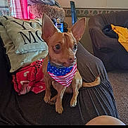 Buddy is registered to the contest to win money with this photo: alert, american_flag, animal, bandana, blanket, brown_dog, carpet, couch, cute, dog, domestic_animal, ears, furniture, indoor, living_room, pet, pillow, resting, small_dog, tail