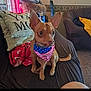 alert, american_flag, animal, bandana, blanket, brown_dog, carpet, couch, cute, dog, domestic_animal, ears, furniture, indoor, living_room, pet, pillow, resting, small_dog, tail