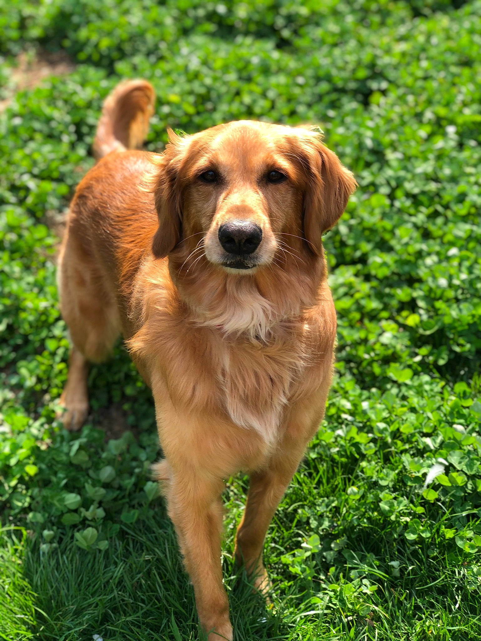 Goldie joined the competition — help win amazing prizes! canidae, carnivore, companion_dog, dog, dog_breed, fawn, grass, gun_dog, hunting_dog, liver, natural_landscape, plant, retriever, sporting_group, tail, terrestrial_animal, tree, wildlife, working_animal