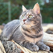 Ratatouille participe au concours pour gagner de l'argent avec cette photo : animal, bokeh, cat, closeup, daylight, feline, fur, green_eyes, logs, nature, outdoor, peaceful, pet, portrait, relaxed, resting, soft_focus, tabby, whiskers, wood