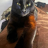 Orion participe au concours pour gagner de l'argent avec cette photo : cat, black_cat, pet, animal, feline, paw, stretching, close_up, indoor, fur, whiskers, eyes, relaxed, resting, bed, brown, comfortable, focus, portrait, cute