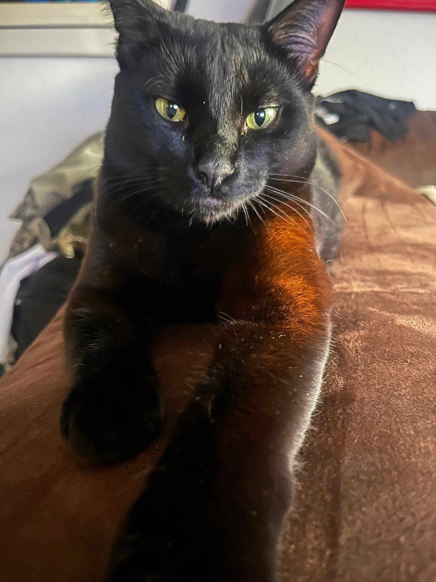 Orion participe au concours pour gagner de l'argent avec cette photo : cat, black_cat, pet, animal, feline, paw, stretching, close_up, indoor, fur, whiskers, eyes, relaxed, resting, bed, brown, comfortable, focus, portrait, cute