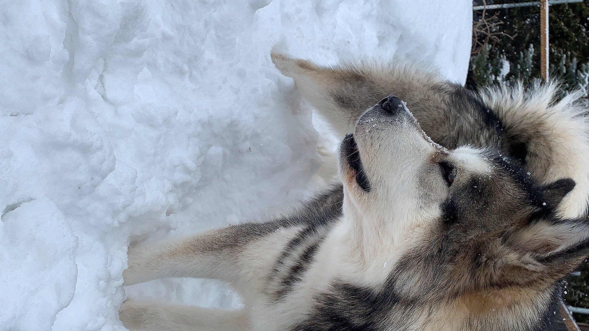 Khaleesi joined the competition — help win amazing prizes! canidae, canis, carnivore, claw, dog, dog_breed, felidae, fur, nap, paw, plant, small_to_medium_sized_cats, snout, snow, sporting_group, tail, terrestrial_animal, whiskers, wildlife, working_dog