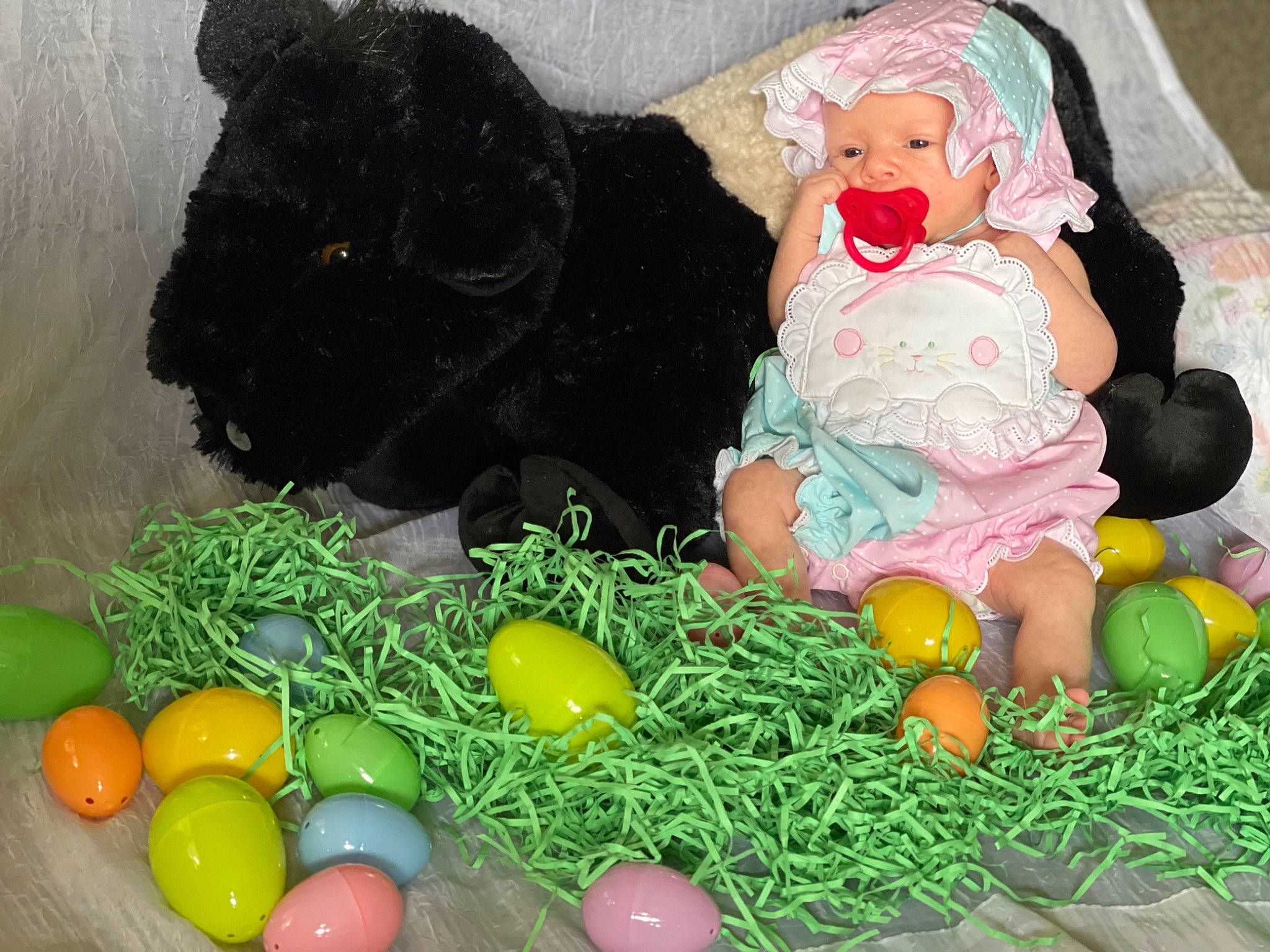 Oakleigh joined the competition — help win amazing prizes! companion_dog, dog_breed, doll, easter, easter_egg, egg, event, grass, headwear, holiday, lawn_ornament, mammal, natural_foods, person, plush, pumpkin, stuffed_toy, teddy_bear, toy, toy_dog