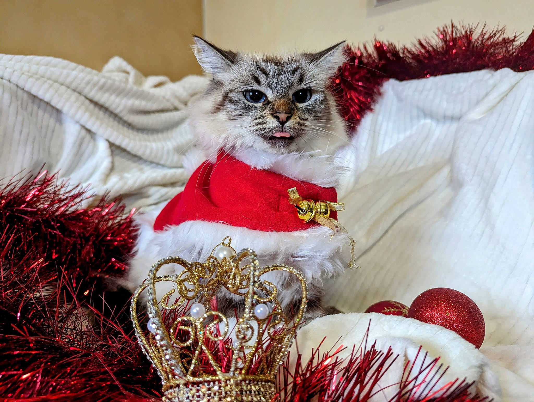 Mayti participe au concours pour gagner de l'argent avec cette photo : carnivore, cat, christmas, christmas_decoration, christmas_eve, christmas_ornament, decoration, event, fashion_accessory, fawn, felidae, fur, holiday, holiday_ornament, ornament, paw, plant, small_to_medium_sized_cats, tail, whiskers
