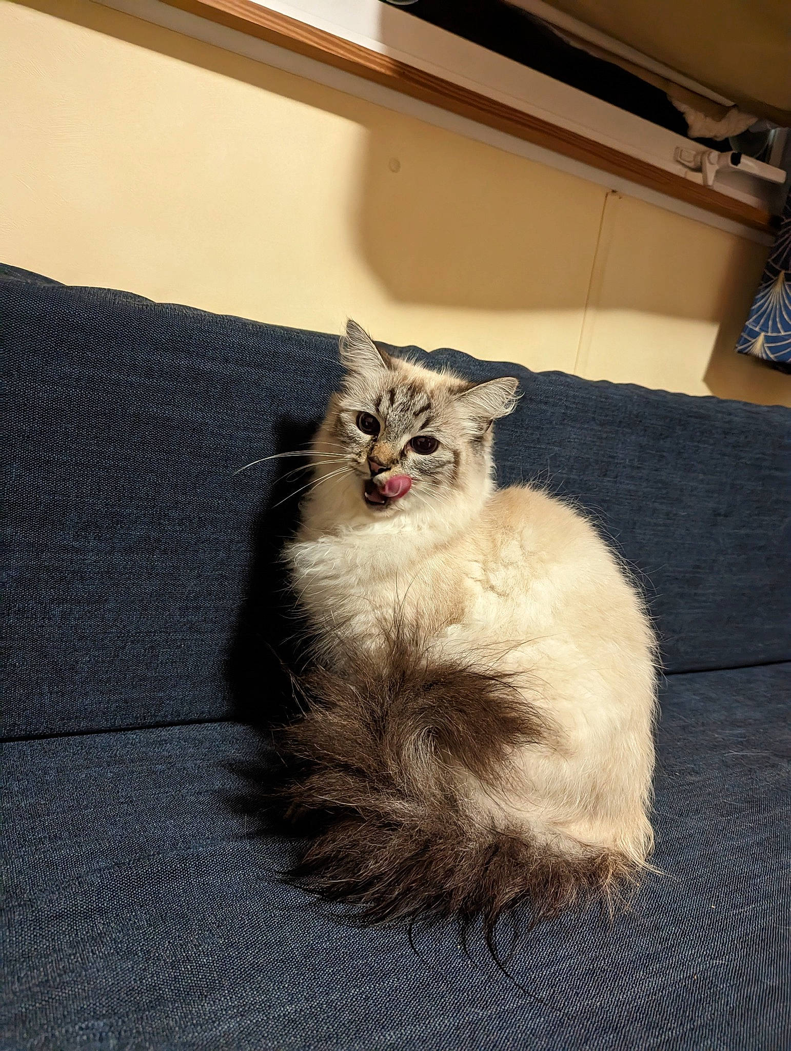 Mayti a rejoint le concours — aidez-le/la à gagner de superbes lots ! box, canidae, carnivore, cat, claw, domestic_short_haired_cat, fawn, felidae, flooring, fur, grey, paw, sitting, small_to_medium_sized_cats, snout, tail, terrestrial_animal, whiskers, window, wood