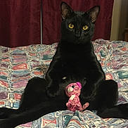 Logan joined the competition — help win amazing prizes! black_cat, cat, pet, bed, bedspread, stuffed_animal, toy, indoor, feline, animal, yellow_eyes, curtains, furniture, relaxed, sitting, patterned, colorful, playful, domestic, cute