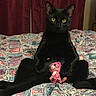 black_cat, cat, pet, bed, bedspread, stuffed_animal, toy, indoor, feline, animal, yellow_eyes, curtains, furniture, relaxed, sitting, patterned, colorful, playful, domestic, cute
