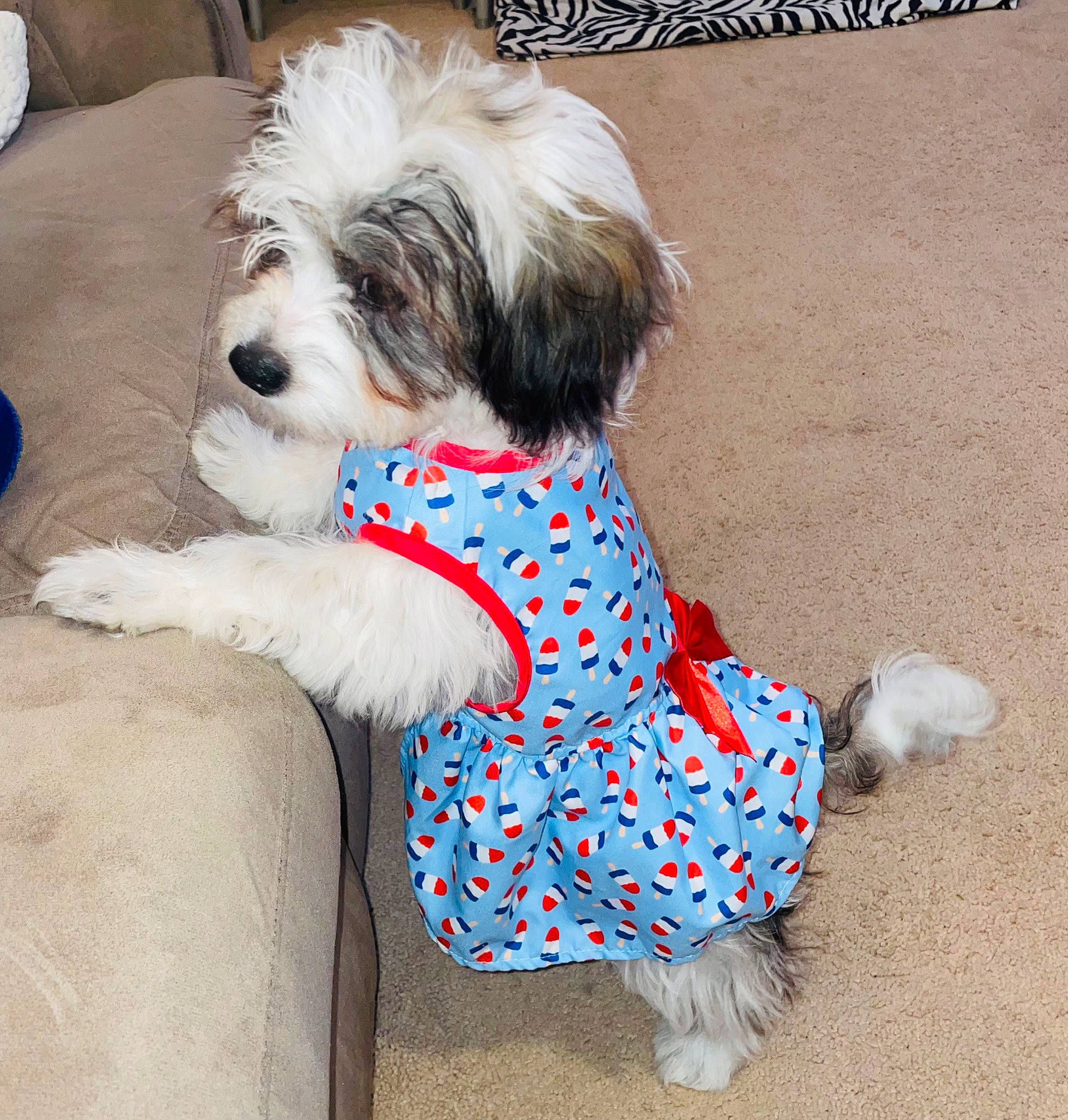 Bailey is registered to the contest to win money with this photo: canidae, carnivore, companion_dog, dog, dog_breed, dog_clothes, dog_supply, electric_blue, fawn, fur, pattern, pet_supply, puppy_love, sleeve, small_terrier, sporting_group, terrier, toy_dog, working_animal, yorkipoo