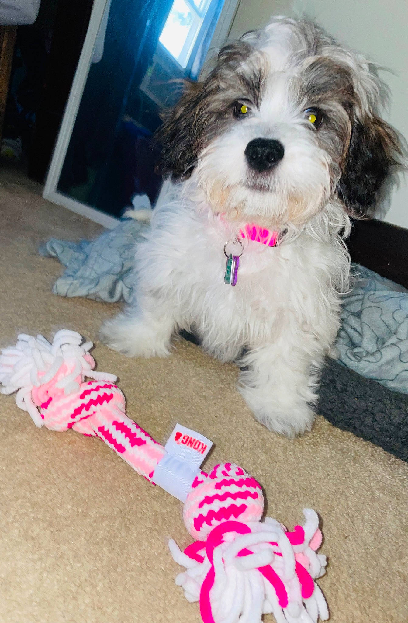 Bailey is registered to the contest to win money with this photo: canidae, carnivore, companion_dog, dog, dog_breed, dog_collar, dog_supply, fur, labradoodle, maltepoo, non_sporting_group, poodle_crossbreed, shih_poo, small_terrier, sporting_group, terrier, toy_dog, water_dog, yorkipoo