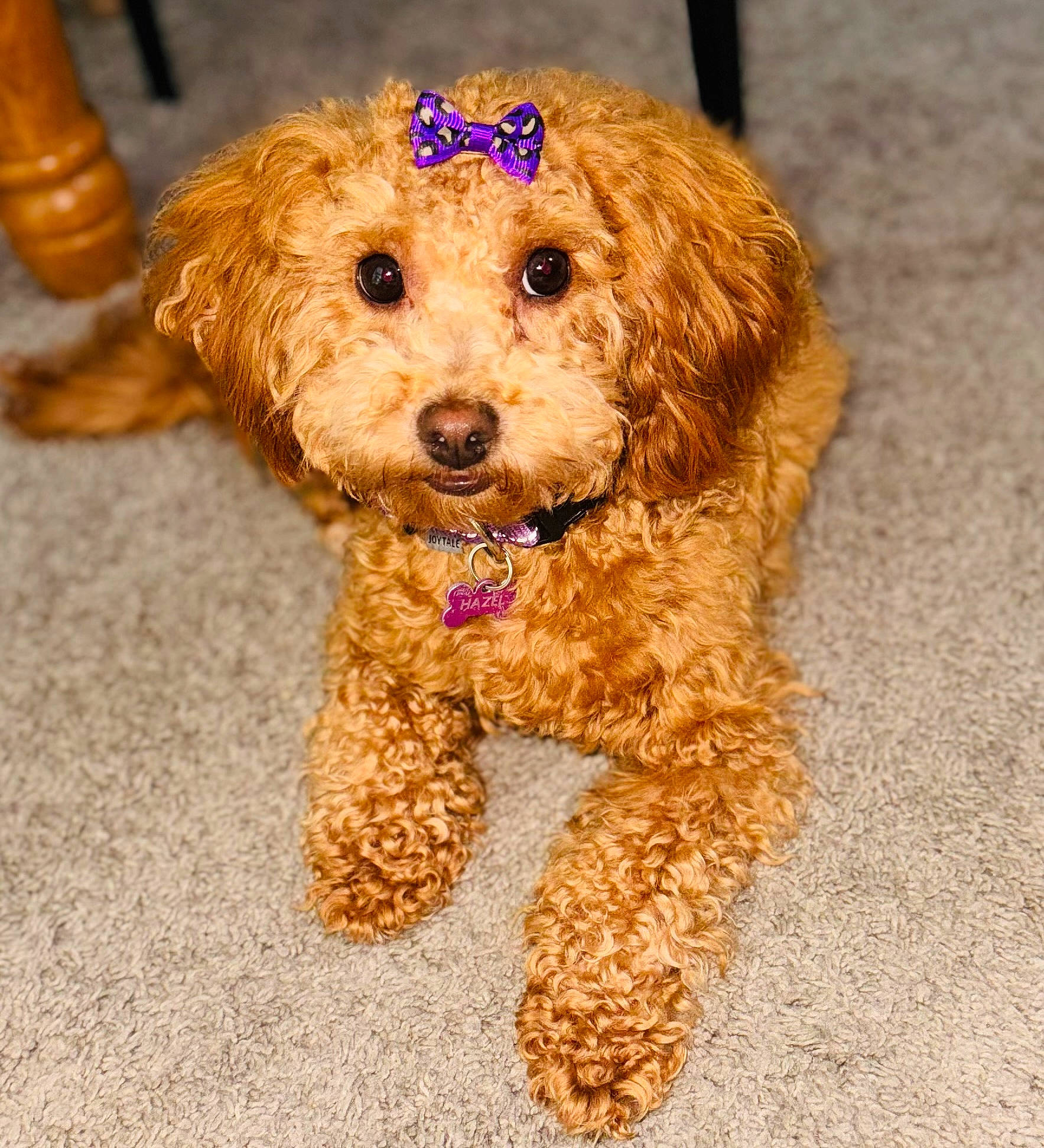 Hazel joined the competition — help win amazing prizes! carnivore, companion_dog, dog, dog_breed, dog_clothes, dog_collar, dog_supply, fawn, fur, labradoodle, pet_supply, poodle, small_terrier, snout, sporting_group, terrier, toy_dog, water_dog, working_animal, yorkipoo