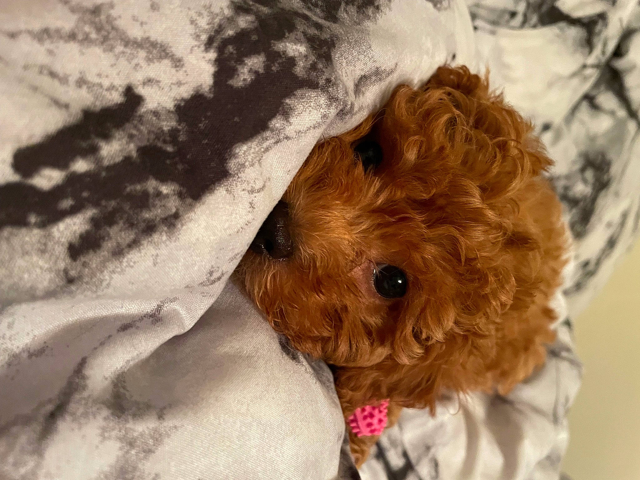 Hazel joined the competition — help win amazing prizes! canidae, carnivore, companion_dog, dog, dog_breed, dog_supply, fur, liver, maltepoo, poodle, poodle_crossbreed, puppy_love, shih_poo, small_terrier, snow, sporting_group, terrier, toy, toy_dog, working_animal