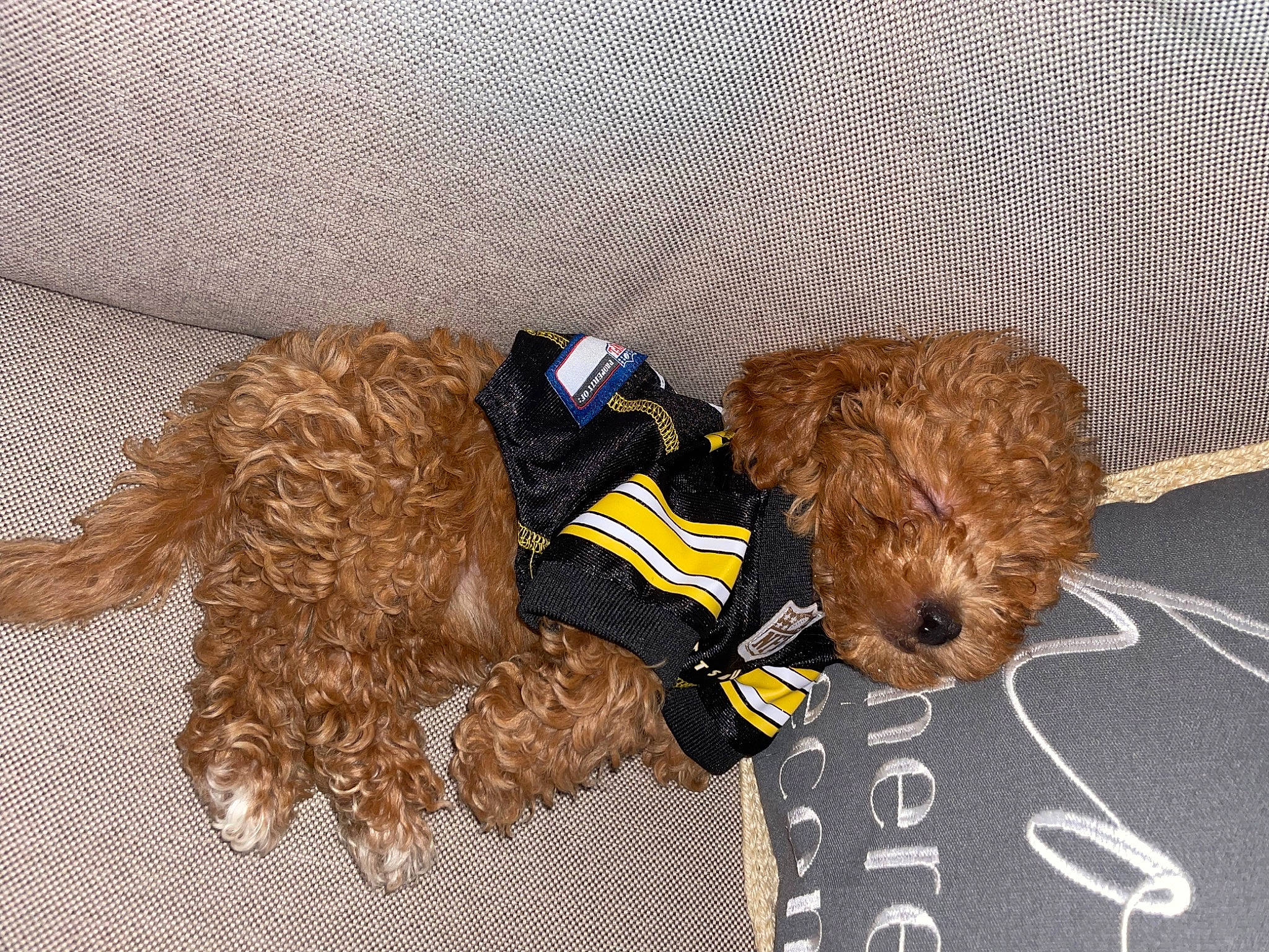 Hazel is registered to the contest to win money with this photo: canidae, carnivore, companion_dog, dog, dog_breed, dog_clothes, dog_supply, fur, labradoodle, liver, pet_supply, small_terrier, sporting_group, stuffed_toy, teddy_bear, terrier, toy, toy_dog, vertebrate, water_dog