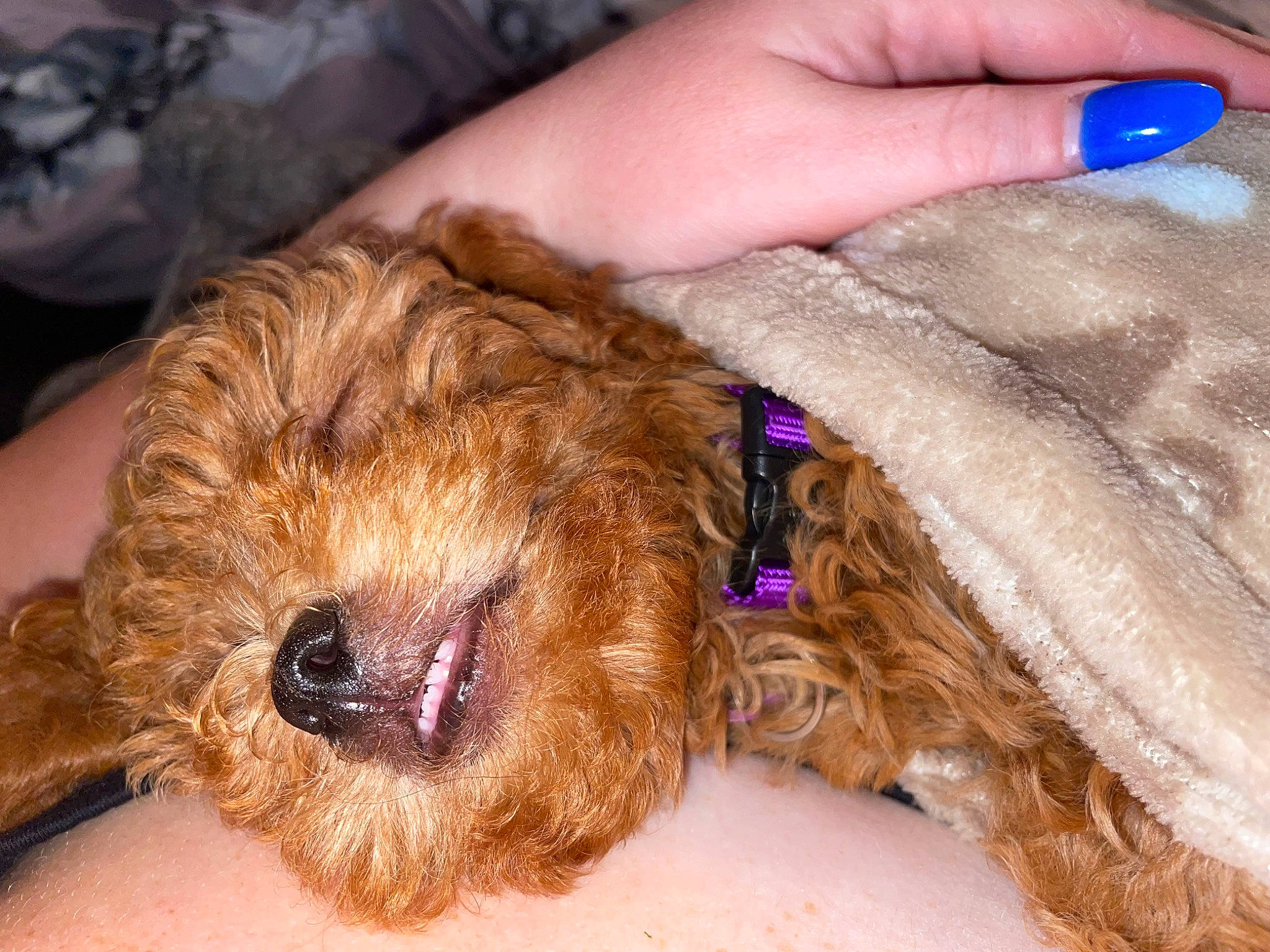 Hazel joined the competition — help win amazing prizes! airedale_terrier, canidae, carnivore, companion_dog, dog, dog_breed, electric_blue, fawn, fur, labradoodle, liver, nail, nail_care, poodle_crossbreed, puppy_love, skin, snout, sporting_group, terrier, toy_dog