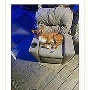 Lil Bit is registered to the contest to win money with this photo: dog, small_dog, armchair, outdoor, wooden_deck, night, blue_light, pet, animal, relaxed, seat, cushion, contest, phone_screen, text_overlay, award, winner, vote_button, view_button, footwear