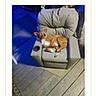 dog, small_dog, armchair, outdoor, wooden_deck, night, blue_light, pet, animal, relaxed, seat, cushion, contest, phone_screen, text_overlay, award, winner, vote_button, view_button, footwear