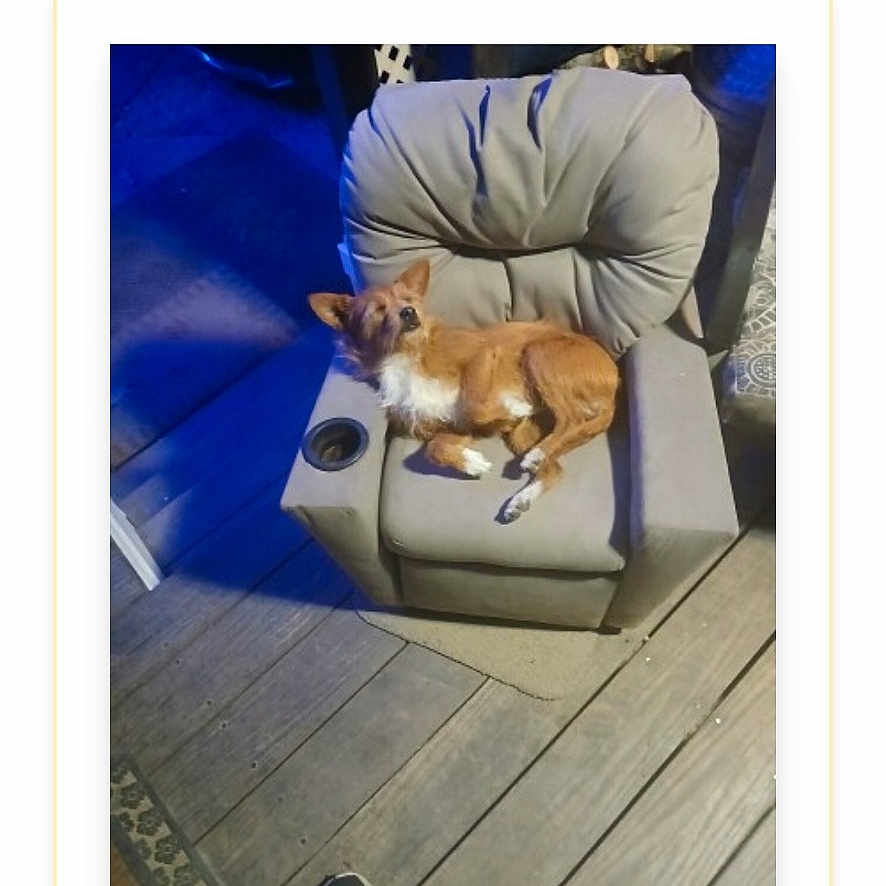 Lil Bit is registered to the contest to win money with this photo: dog, small_dog, armchair, outdoor, wooden_deck, night, blue_light, pet, animal, relaxed, seat, cushion, contest, phone_screen, text_overlay, award, winner, vote_button, view_button, footwear