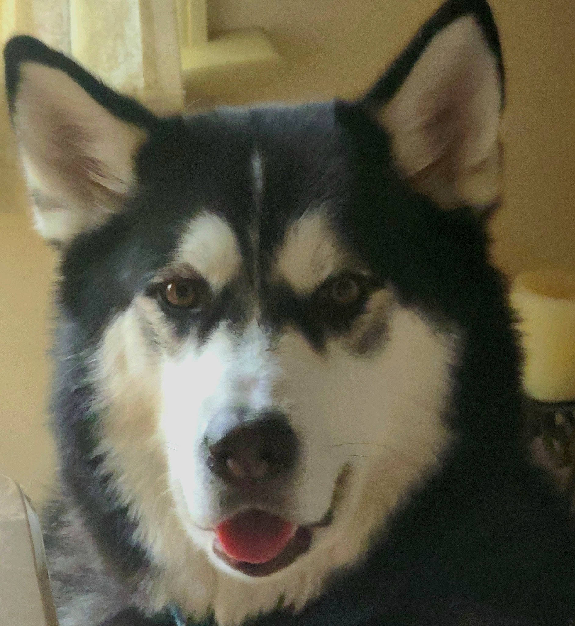 Leo is registered to the contest to win money with this photo: ancient_dog_breeds, art, canidae, canis, carnivore, companion_dog, dog, dog_breed, eye, fur, herding_dog, household_supply, jaw, paper_towel, sled_dog, snout, sporting_group, whiskers, working_animal, working_dog