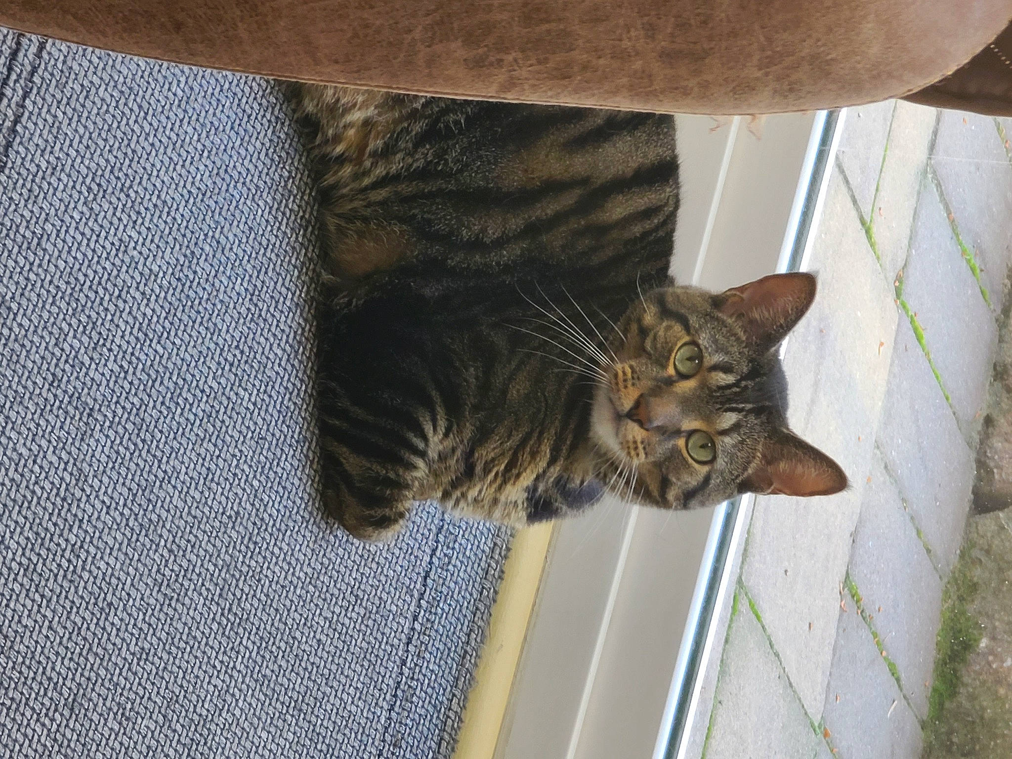 Connor joined the competition — help win amazing prizes! carnivore, cat, comfort, domestic_short_haired_cat, fawn, felidae, floor, flooring, fur, grey, human_leg, plant, small_to_medium_sized_cats, snout, tail, tree, vertebrate, whiskers, window, wood