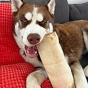 Phoenix is registered to the contest to win money with this photo: dog, husky, blue_eyes, bone, red_blanket, couch, indoor, pet, playful, happy, canine, fur, animal, mouth_open, paw, resting, closeup, texture, cozy, smiling