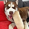 dog, husky, blue_eyes, bone, red_blanket, couch, indoor, pet, playful, happy, canine, fur, animal, mouth_open, paw, resting, closeup, texture, cozy, smiling