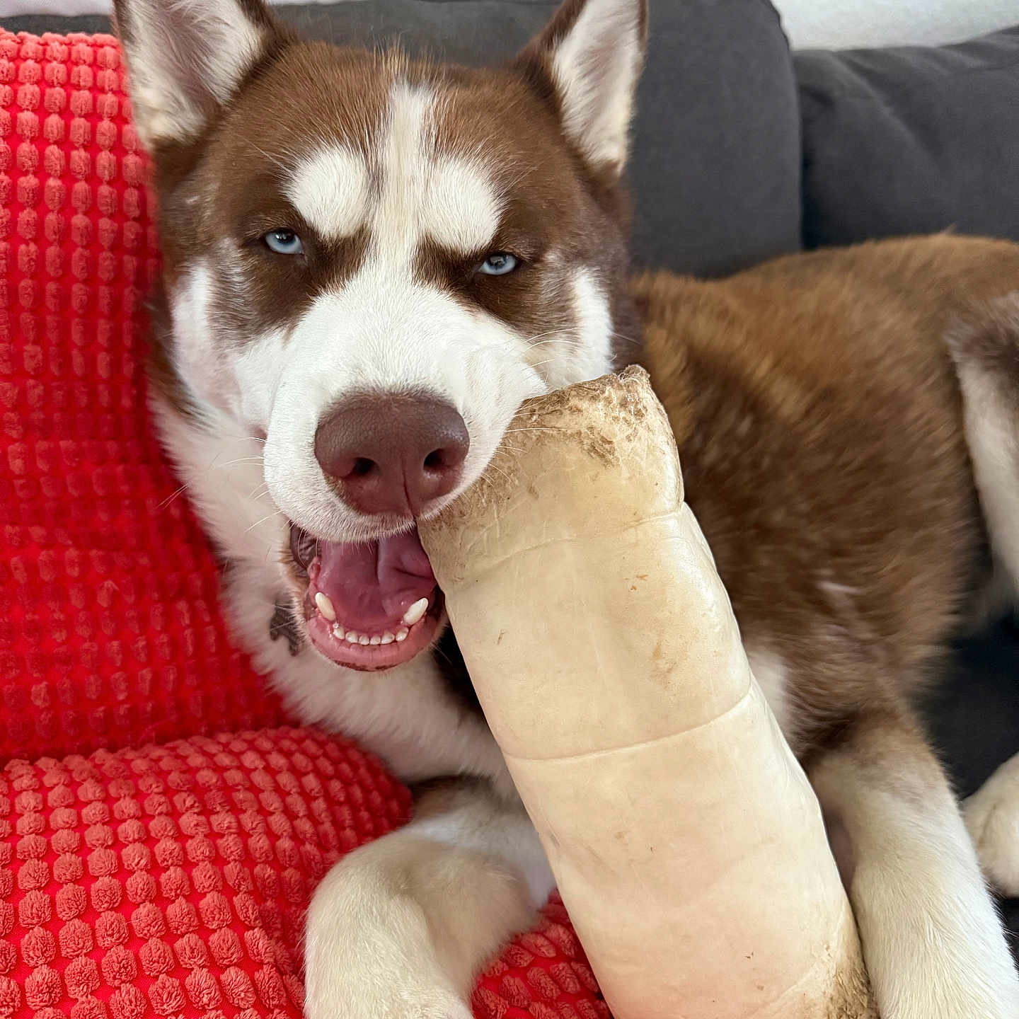 Phoenix is registered to the contest to win money with this photo: dog, husky, blue_eyes, bone, red_blanket, couch, indoor, pet, playful, happy, canine, fur, animal, mouth_open, paw, resting, closeup, texture, cozy, smiling