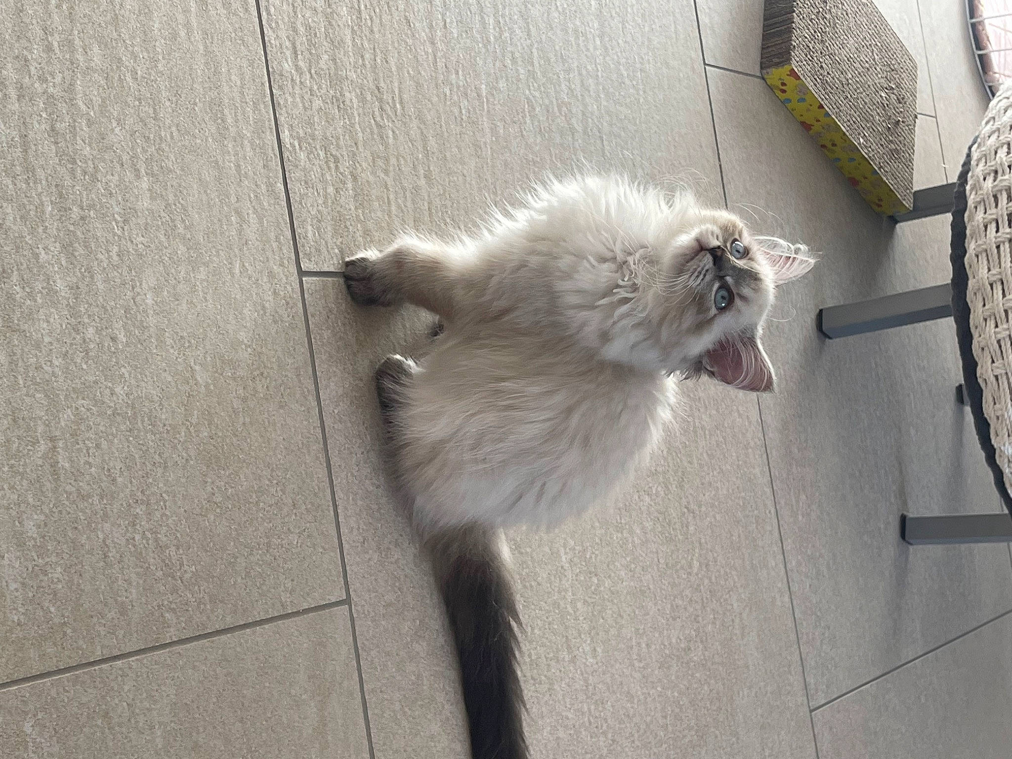 Talpha participe au concours pour gagner de l'argent avec cette photo : asphalt, british_longhair, carnivore, cat, claw, concrete, domestic_short_haired_cat, fawn, felidae, flooring, fur, grey, paw, road_surface, sidewalk, small_to_medium_sized_cats, tail, tile, whiskers