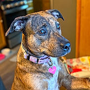 Sunny joined the competition — help win amazing prizes! dog, brindle, pet, collar, indoor, kitchen, closeup, animal, canine, tag, brown, focused, ears, snout, fur, domestic, side_view, attention, cute, companion