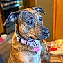 dog, brindle, pet, collar, indoor, kitchen, closeup, animal, canine, tag, brown, focused, ears, snout, fur, domestic, side_view, attention, cute, companion