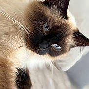 Bianca participe au concours pour gagner de l'argent avec cette photo : cat, siamese_cat, blue_eyes, close_up, fur, whiskers, pet, animal, mammal, indoor, soft_light, shallow_depth_of_field, sleeping, relaxed, portrait, cute, feline, domestic_animal, whisker, ears