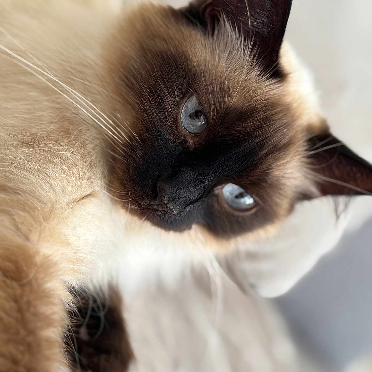 Bianca participe au concours pour gagner de l'argent avec cette photo : animal, blue_eyes, cat, close_up, cute, domestic_animal, ears, feline, fur, indoor, mammal, pet, portrait, relaxed, shallow_depth_of_field, siamese_cat, sleeping, soft_light, whisker, whiskers